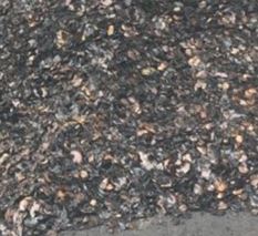 cashew shell